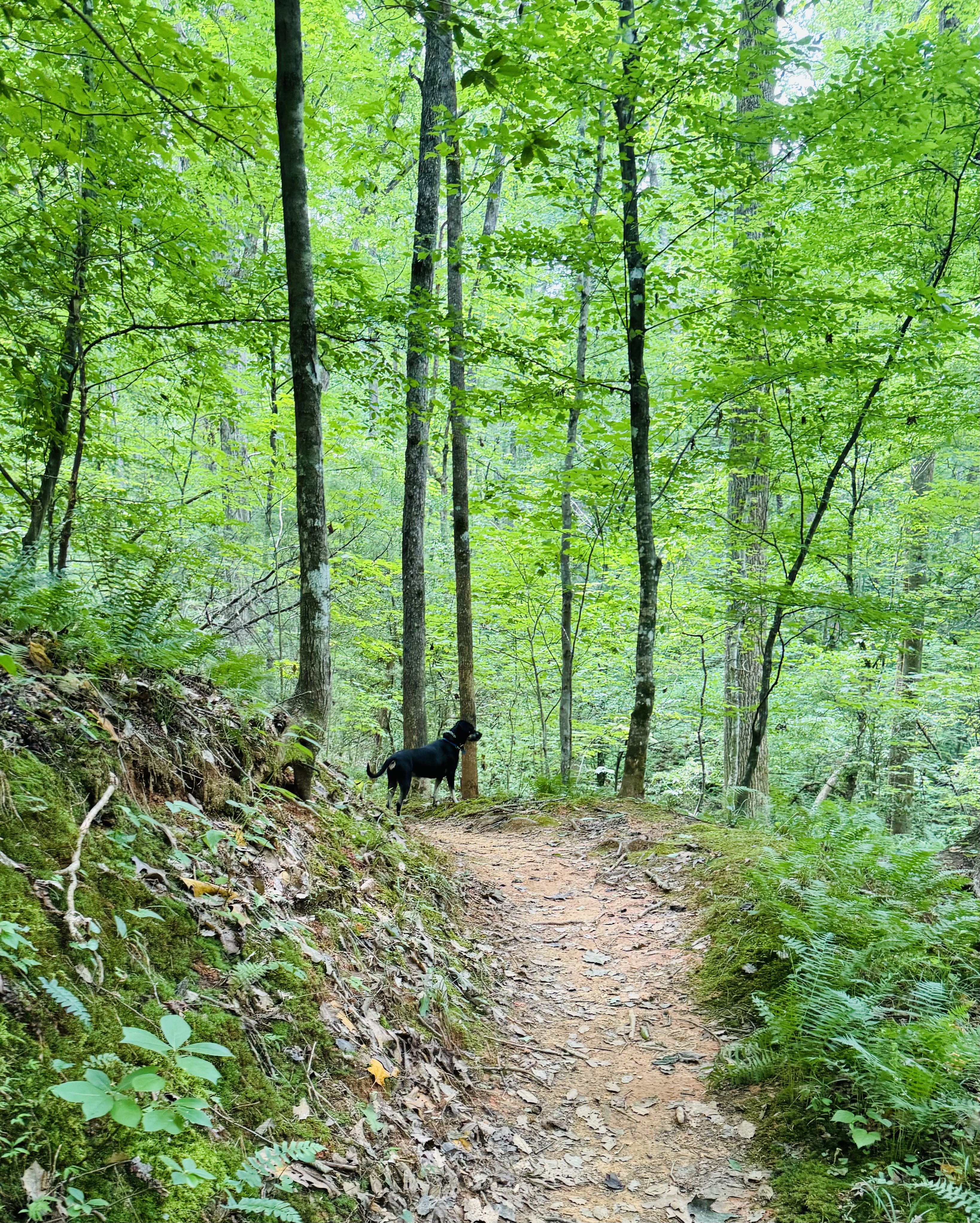 Warrior Creek Campground: A Magical Escape in Boone, North Carolina